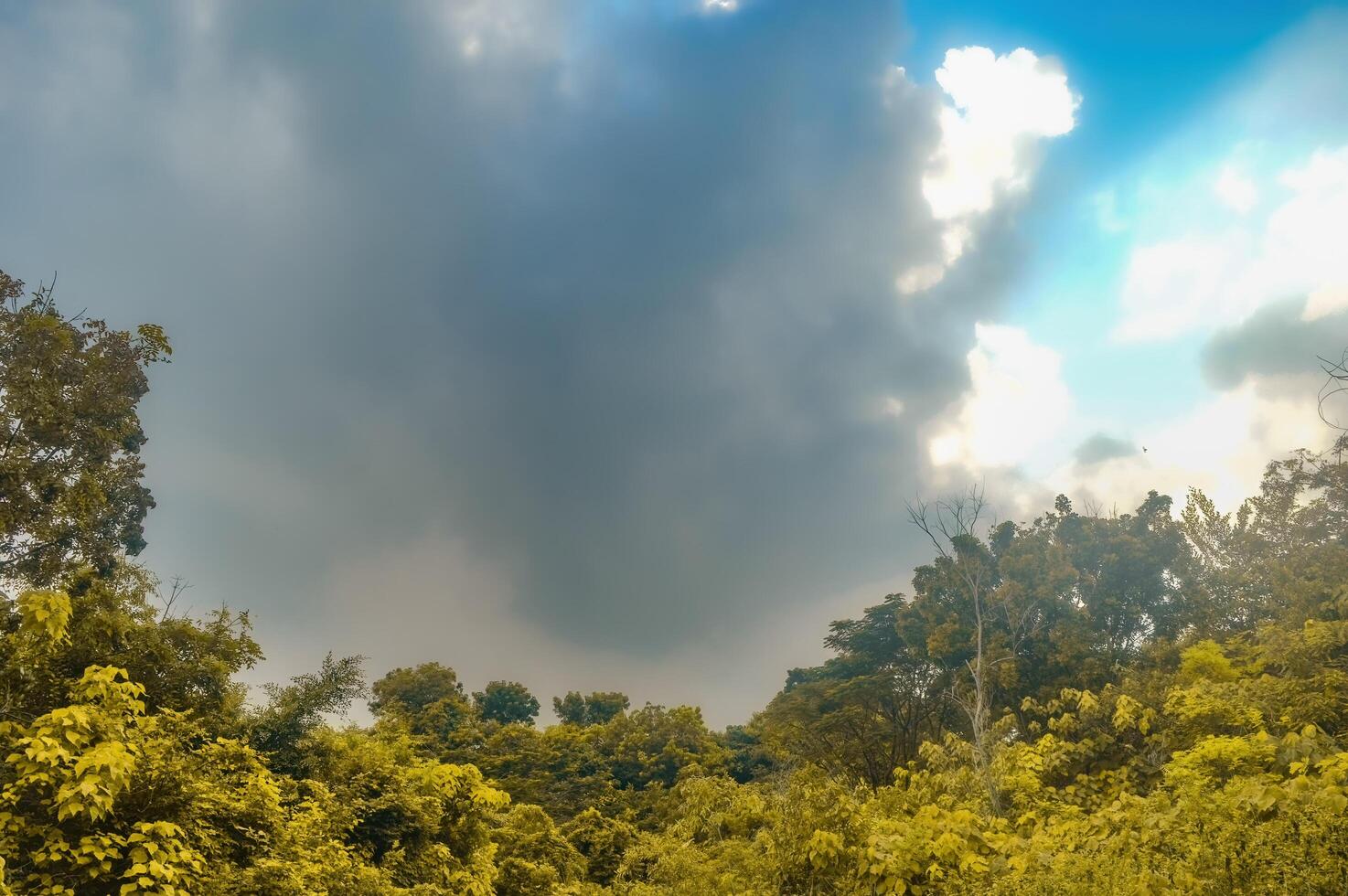 forest landscape with cloudy sky photo