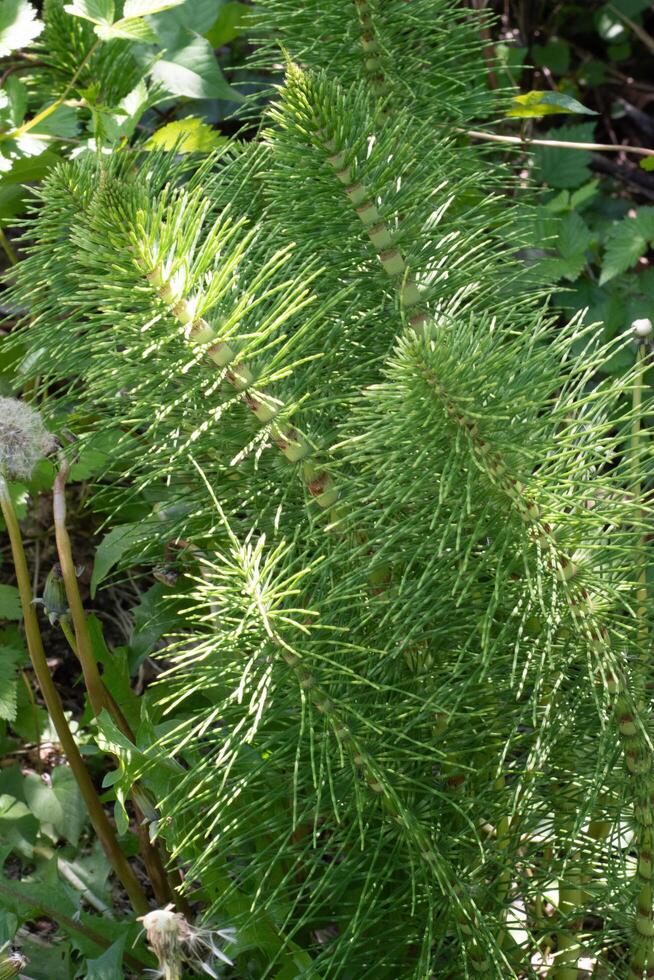 Horsetail or equisetum photo