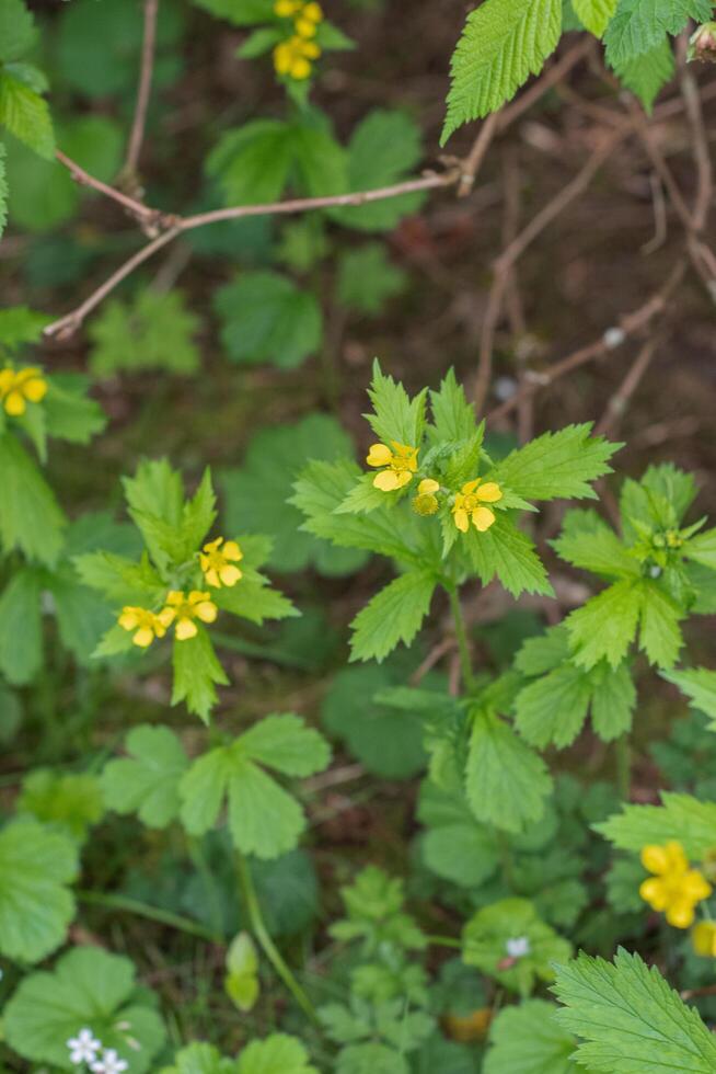 Largeleaf avens or Geum macrophyllum photo