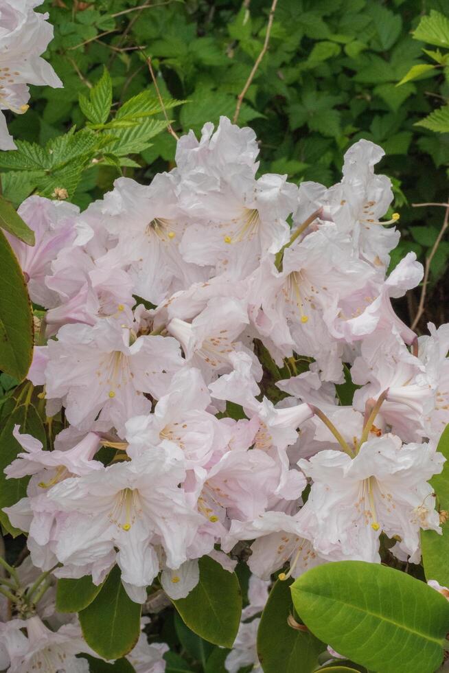 Rhododendron flowers blooming photo