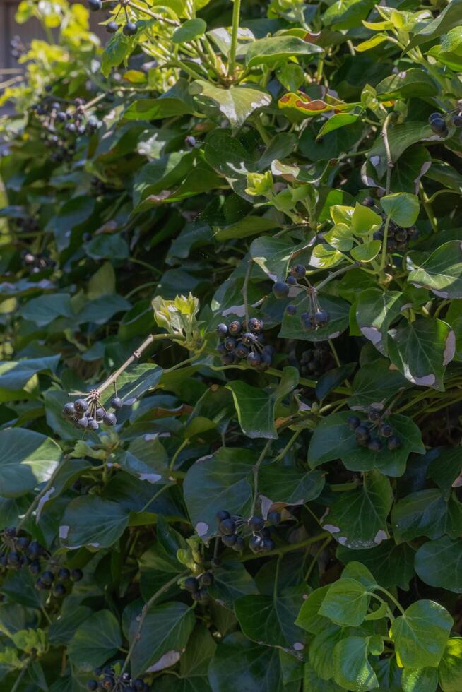 English Ivy or Hedera helix photo