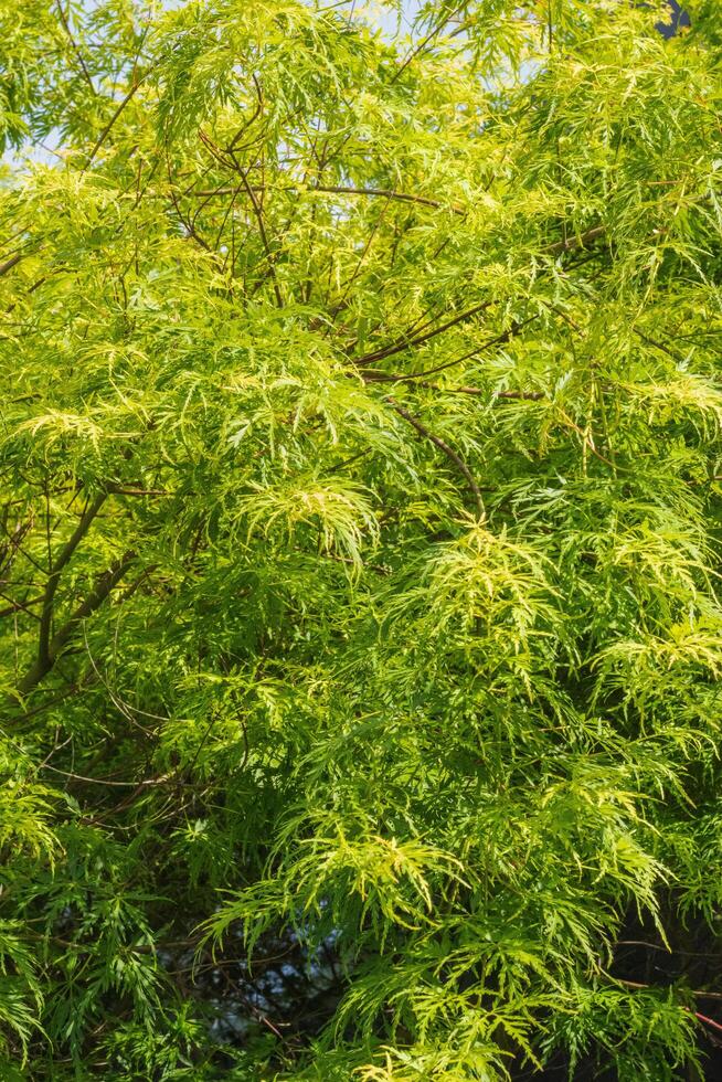 Japanese Cutleaf Maple or Acer Palmatum photo
