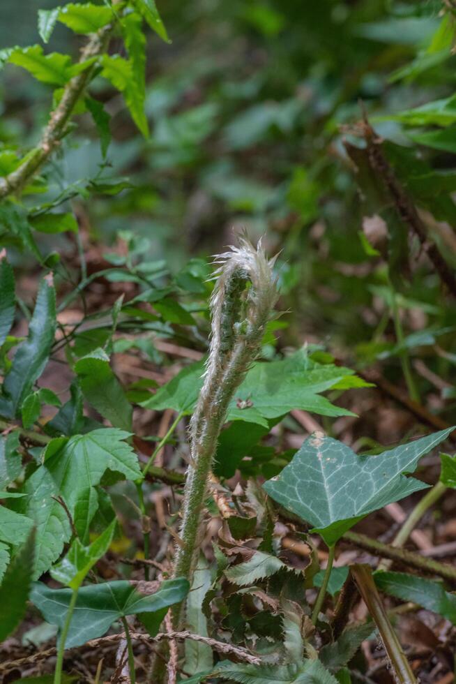 Sword Fern or polystichum munitum photo