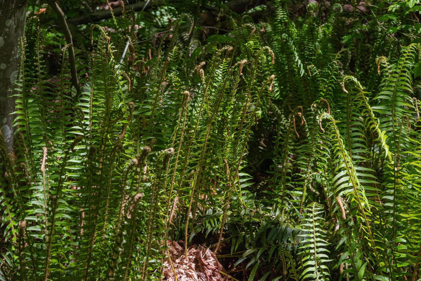 Sword Fern or polystichum munitum photo