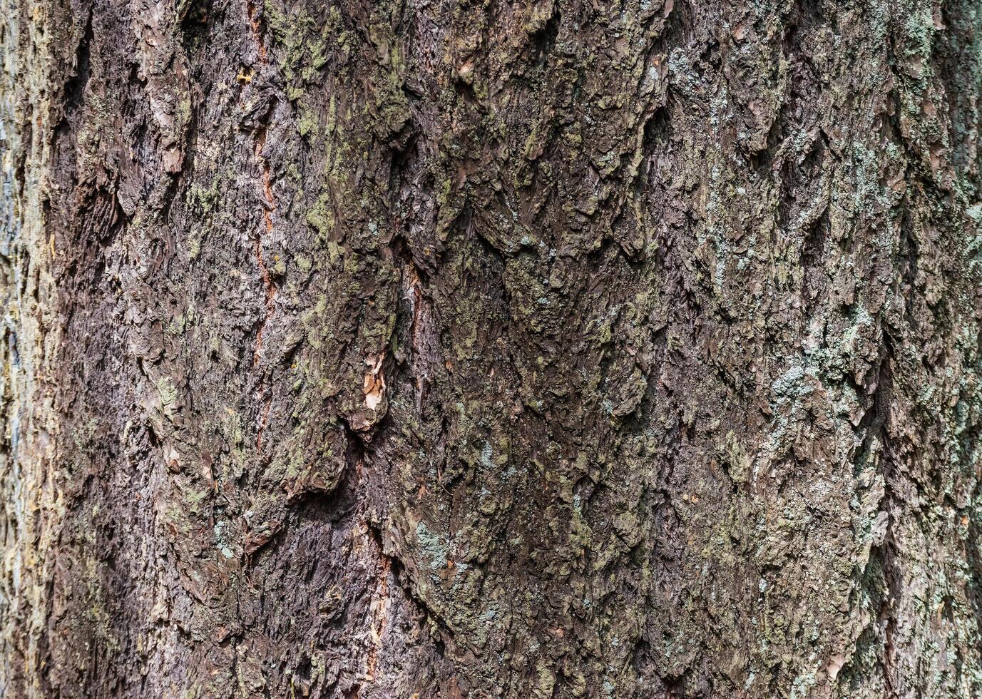 Douglas fir Pseudotsuga menziesii photo