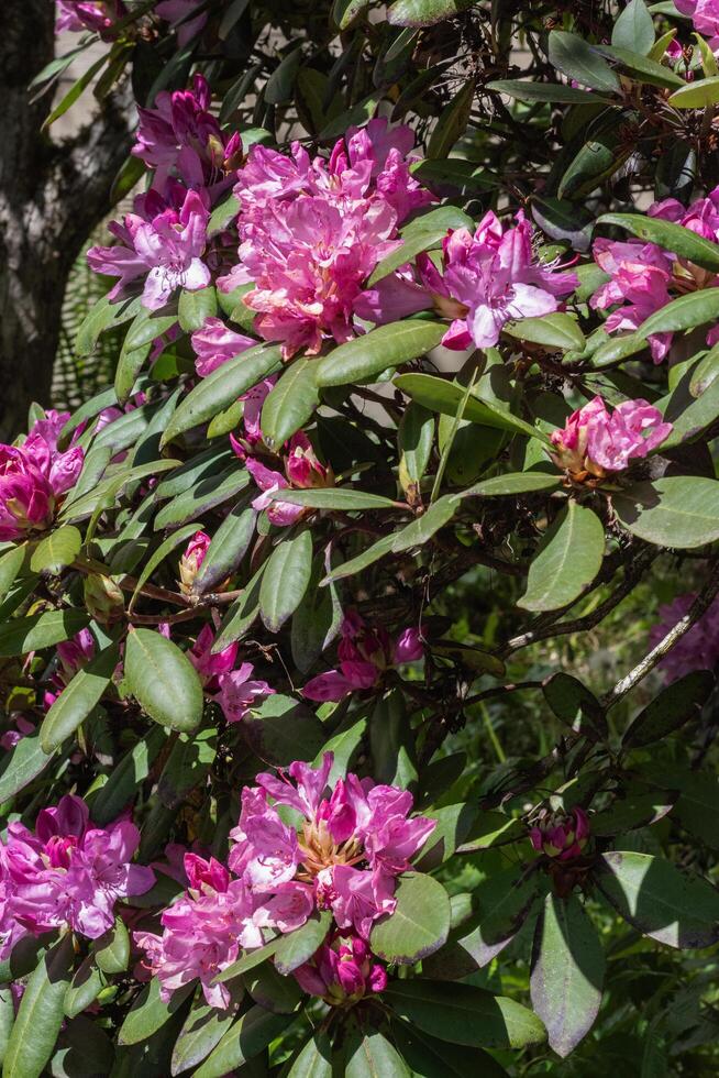 pink rhododendron in the sun photo