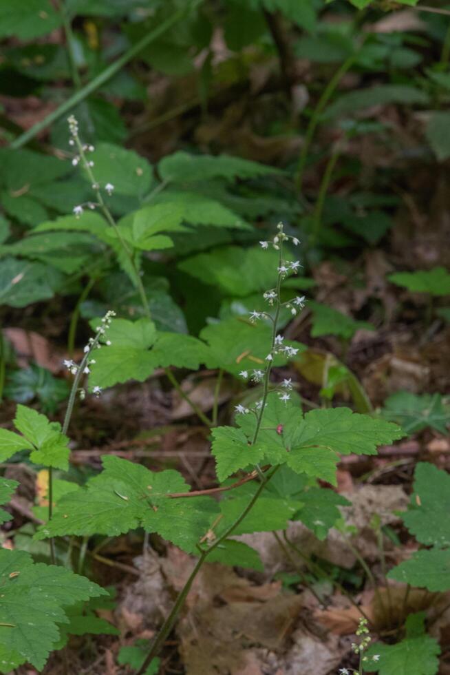 Three leaf foamflower or Tirella trifoliata photo