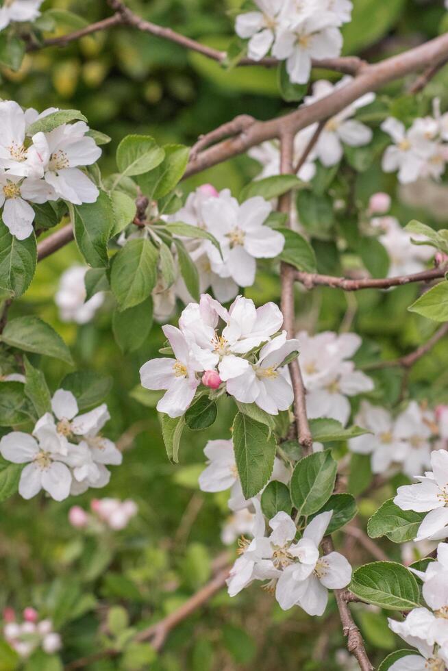 crabapple or Malus photo