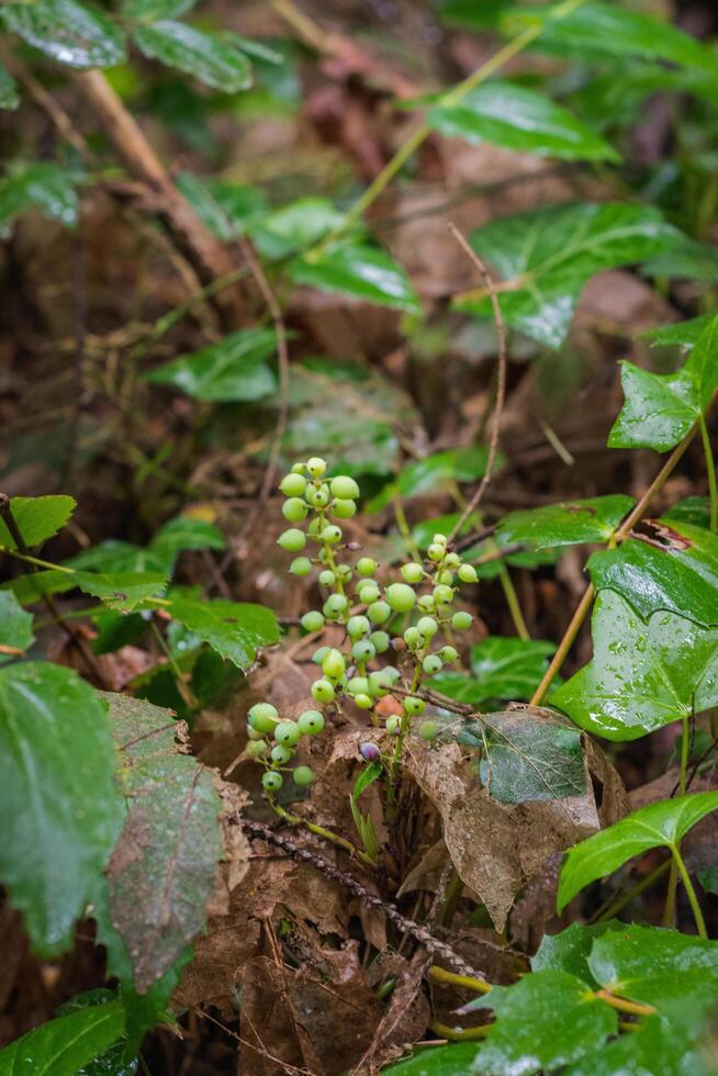dwarf Oregon grape, Cascade barberry, Cascade Oregon grape, dull Oregon grape, or Berberis nervosa photo