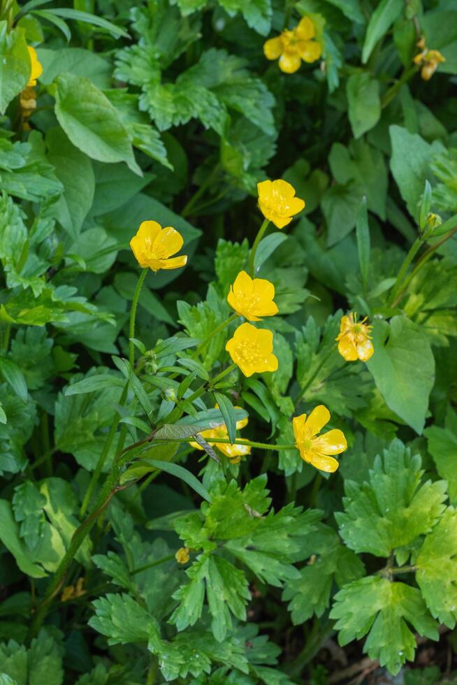 creeping buttercup or ranunculus repen photo