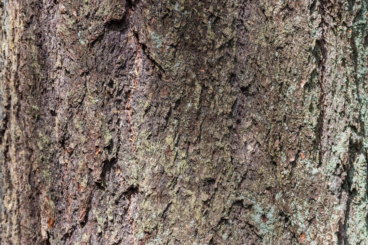 Douglas fir Pseudotsuga menziesii photo