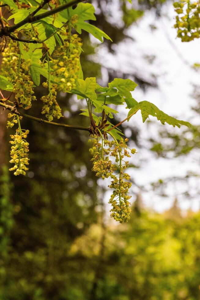 Bigleaf Maple Acer macrophyllum photo