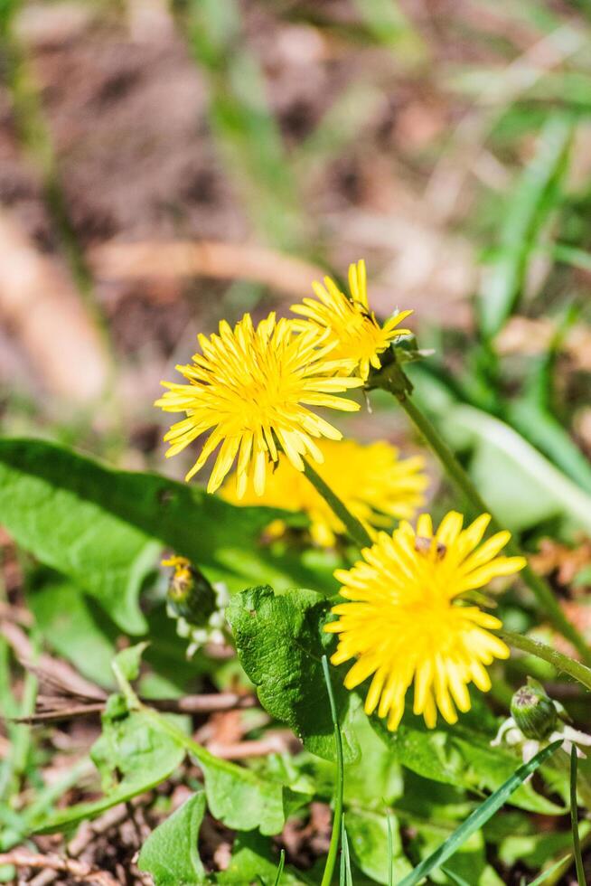 Dandelions in the sun photo