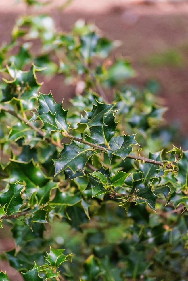 Holly Bush Ilex aquifolium photo