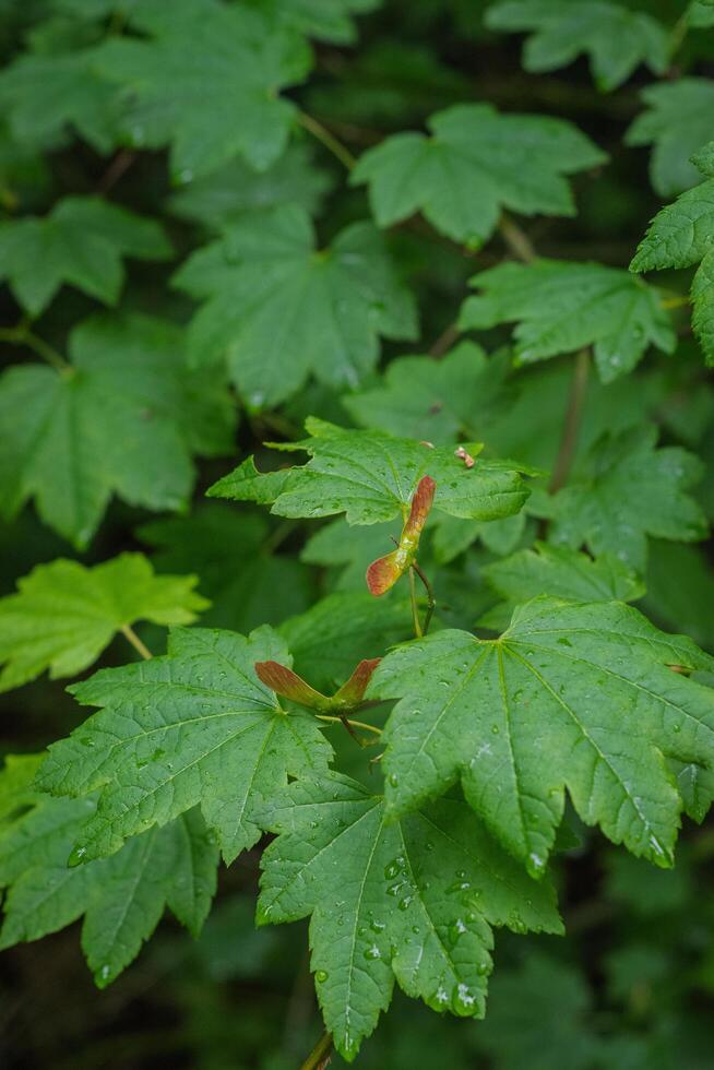 Japanese Maple Keys or Acer Japonicum photo