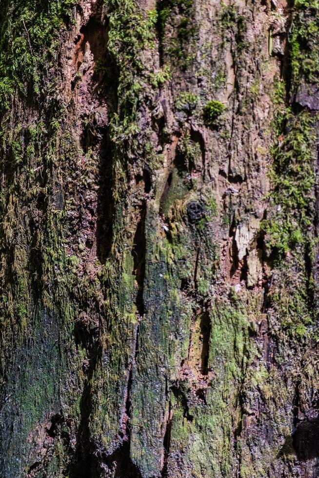 Decaying tree trunk photo