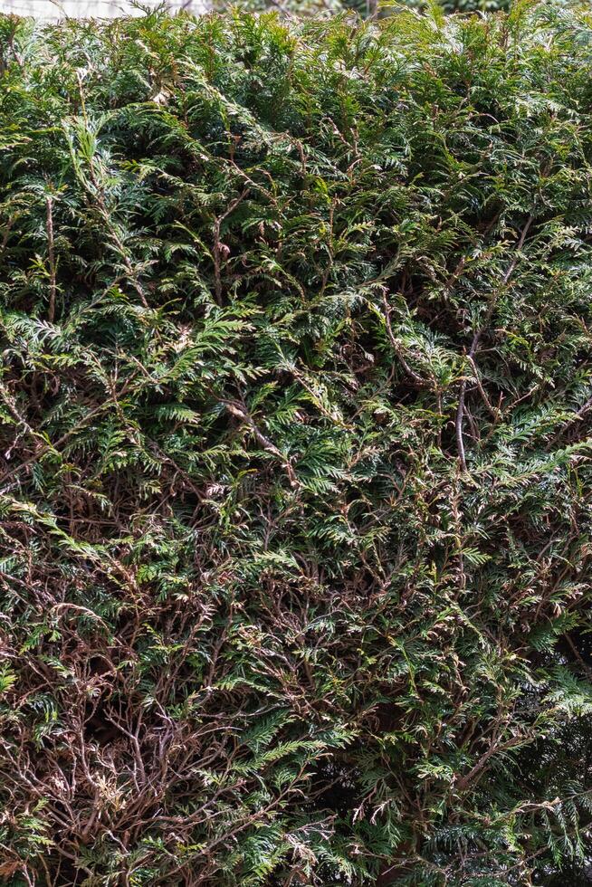 Spruce hedges picea photo
