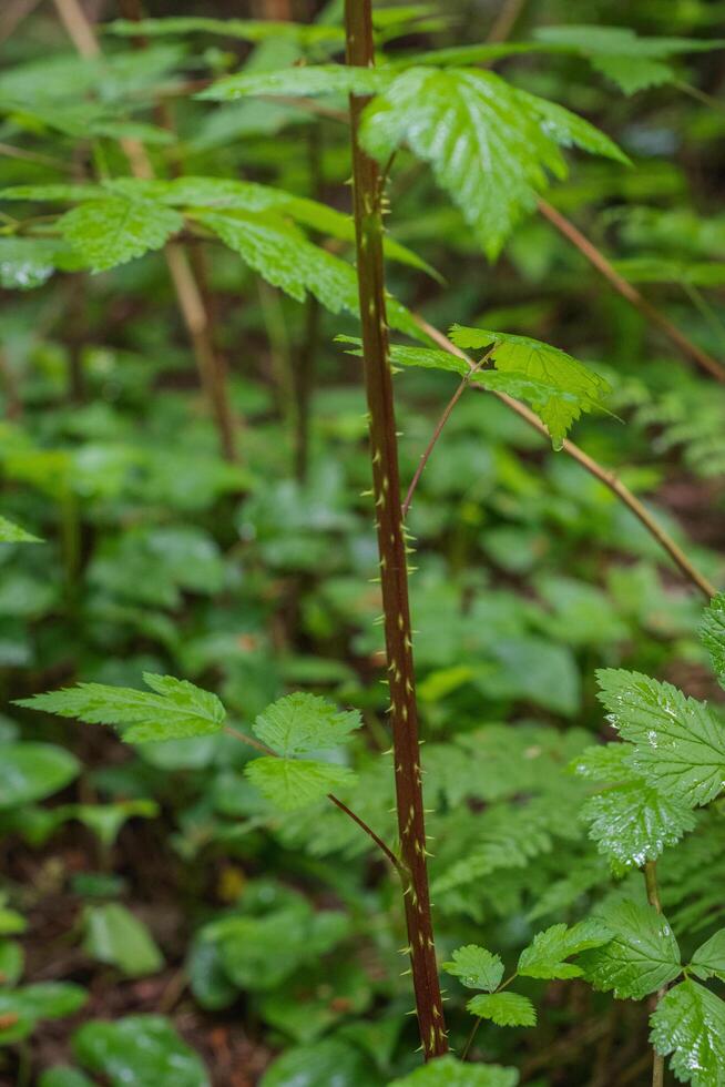 Thorny plant stem photo