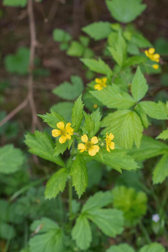 Largeleaf avens or Geum macrophyllum photo