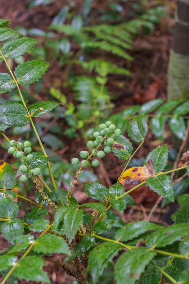 dwarf Oregon grape, Cascade barberry, Cascade Oregon grape, dull Oregon grape, or Berberis nervosa photo