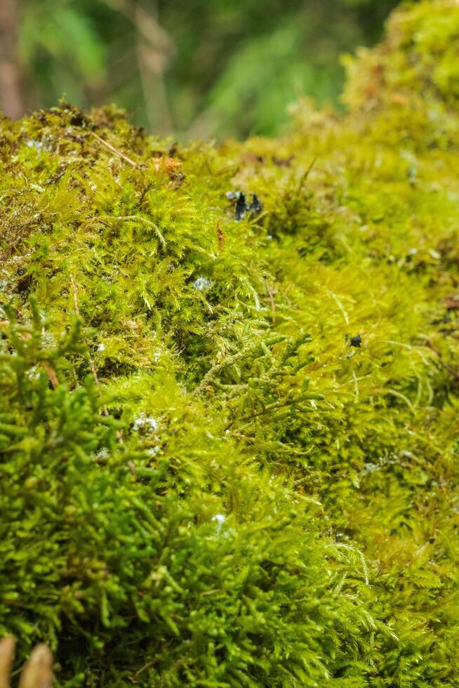 Moss on a tree photo