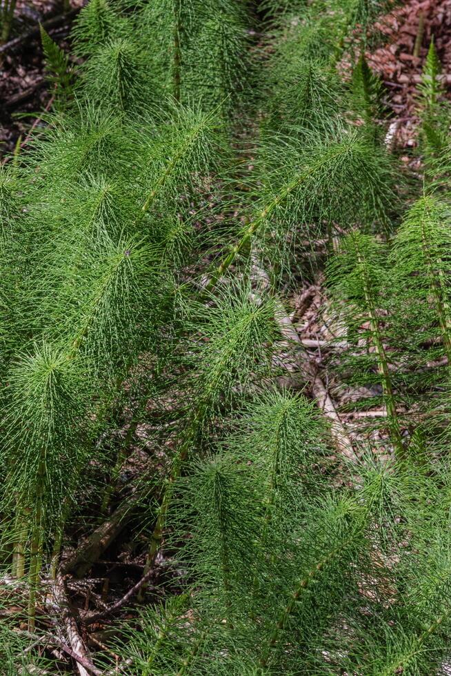 Horsetail or equisetum photo