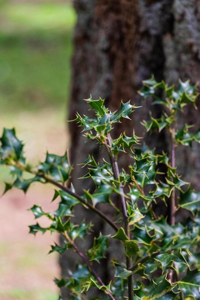 Holly Bush Ilex aquifolium photo