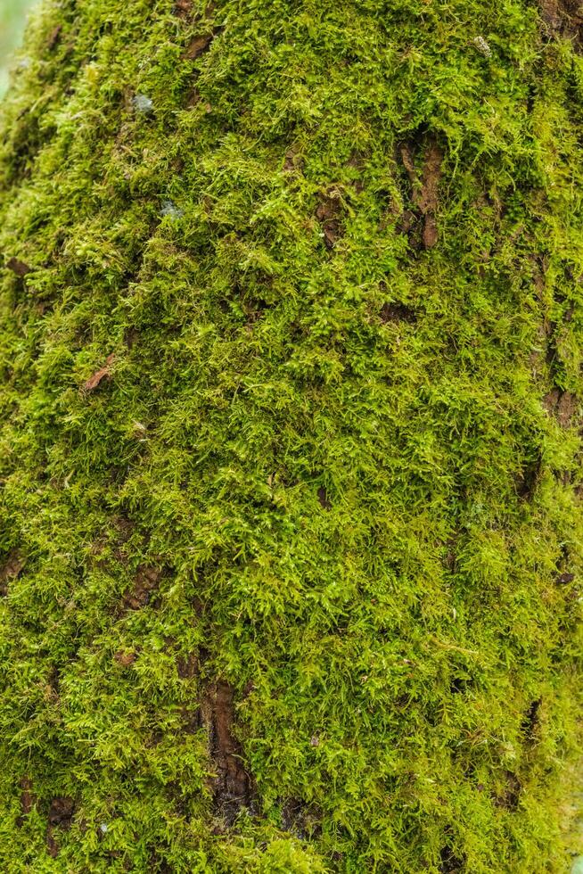 Moss on a tree trunk photo