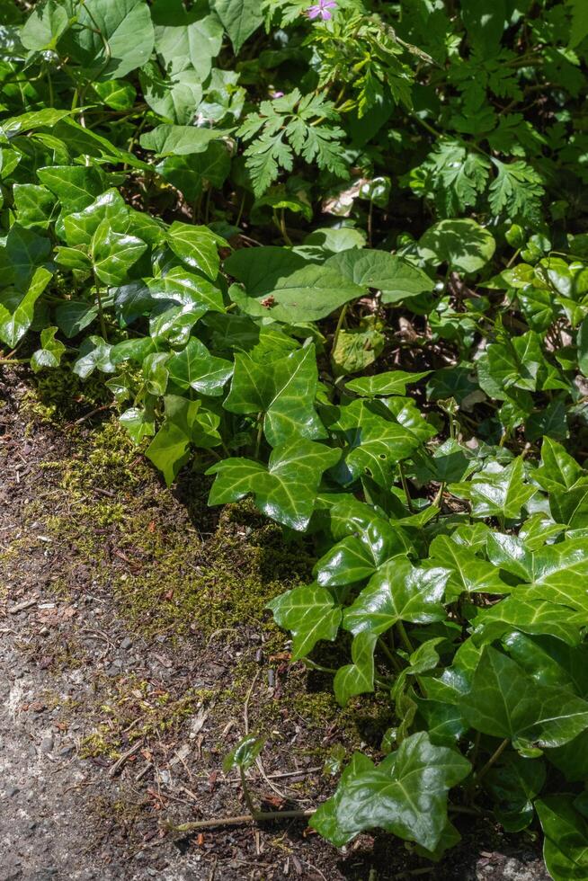 English Ivy or Hedera helix photo