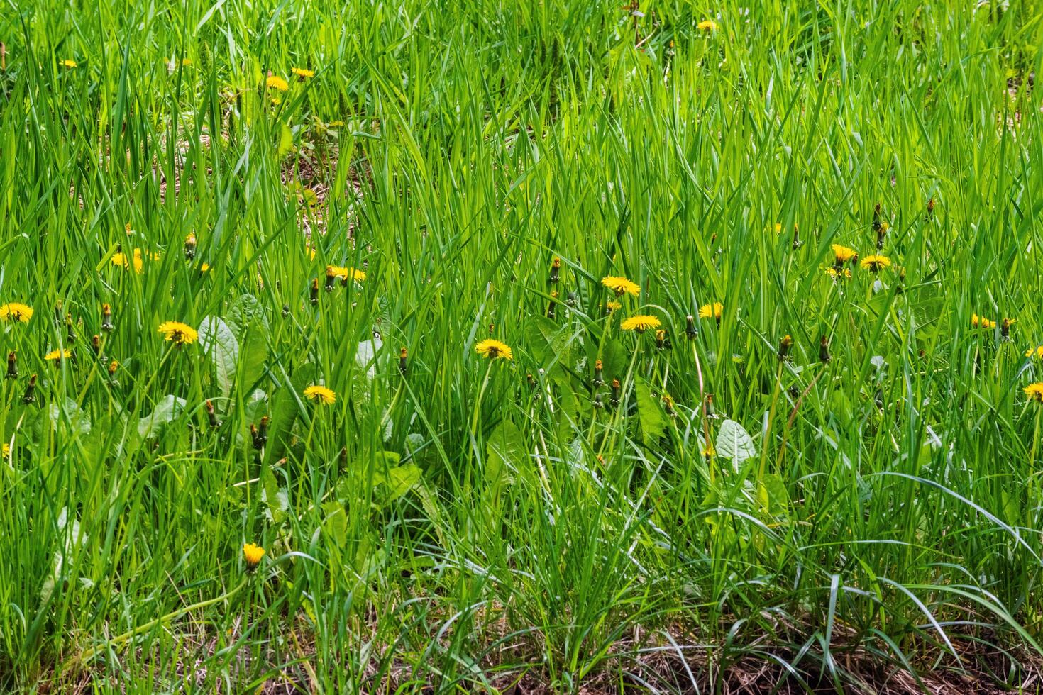 Grass with Dandelions photo