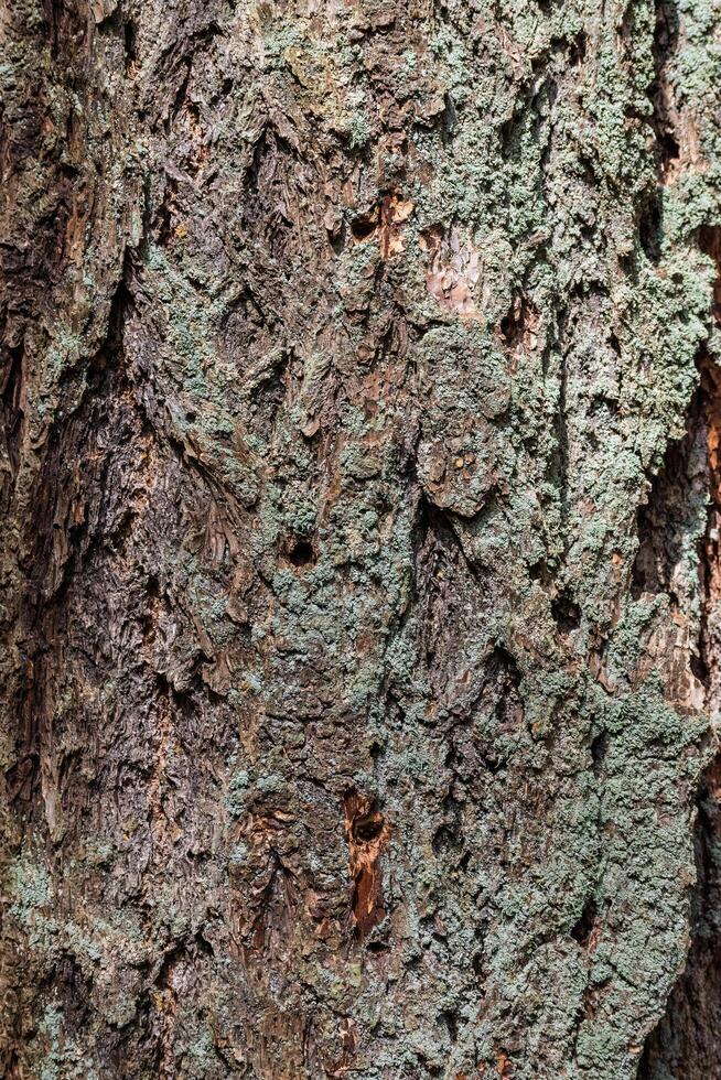 Douglas fir Pseudotsuga menziesii photo
