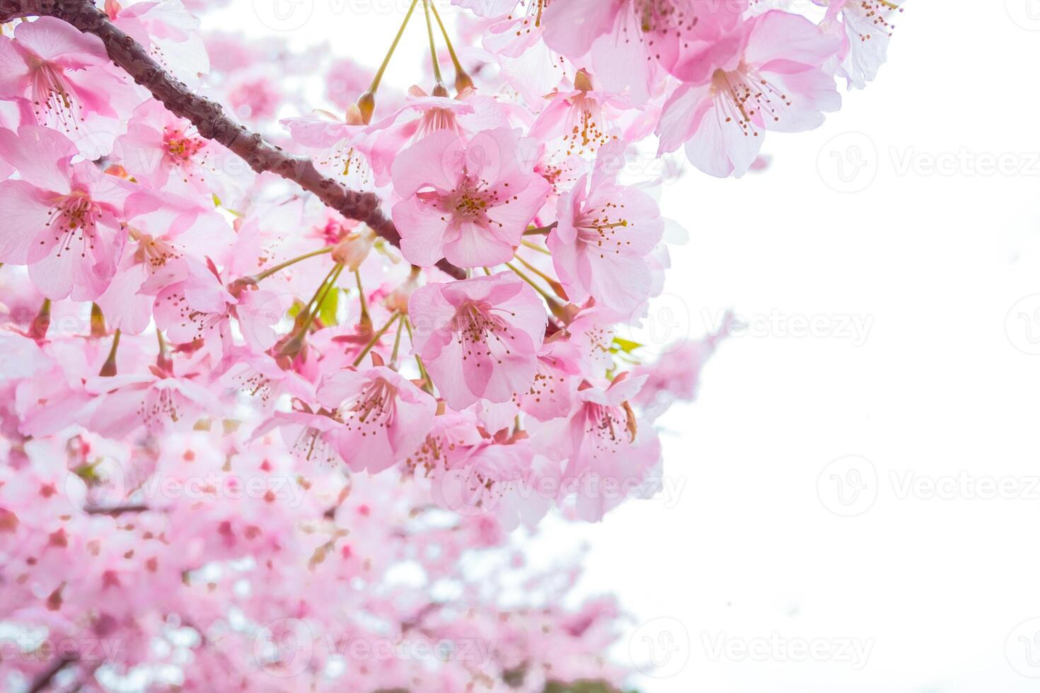 Cherry blossom Sakura pink flower. selective focus,Soft pastel color on nature blur background in the morning a spring day photo