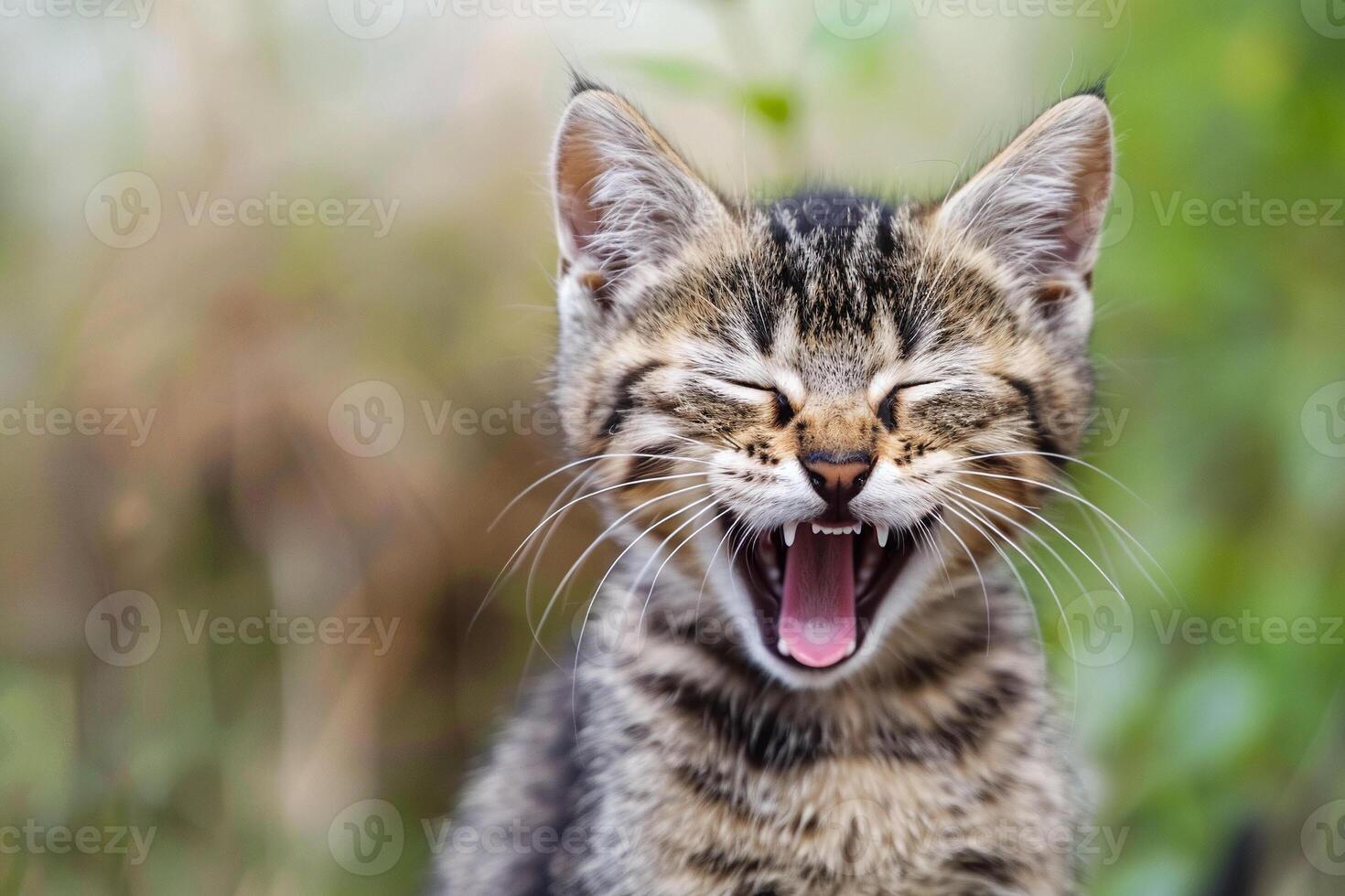 Photo of cat laughing with its mouth wide open. Background blurred