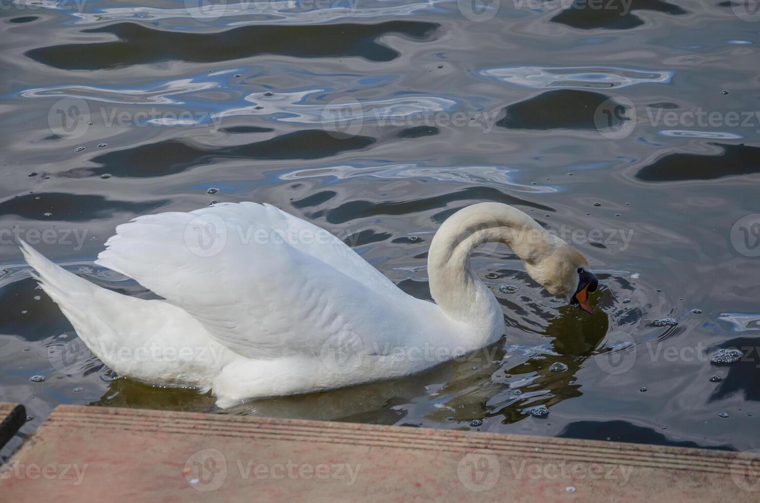 Swan swims near the shore in the park. High quality photo