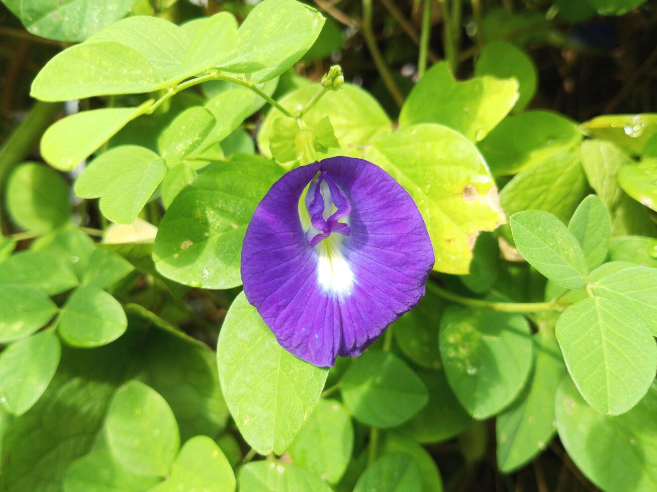 Butterfly flower or Clitoria ternatea is an endemic plant species native to the island of Ternate photo