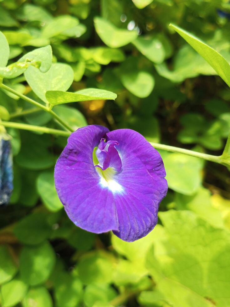 Butterfly flower or Clitoria ternatea is an ornamental flower that can also be used as tea photo