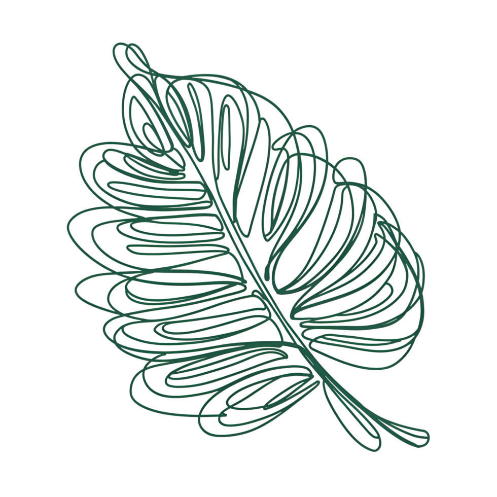 hand draw leaf png