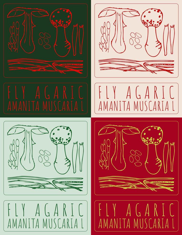 Set of drawing FLY AGARIC in various colors. Hand drawn illustration. The Latin name is AMANITA MUSCARIA L. vector