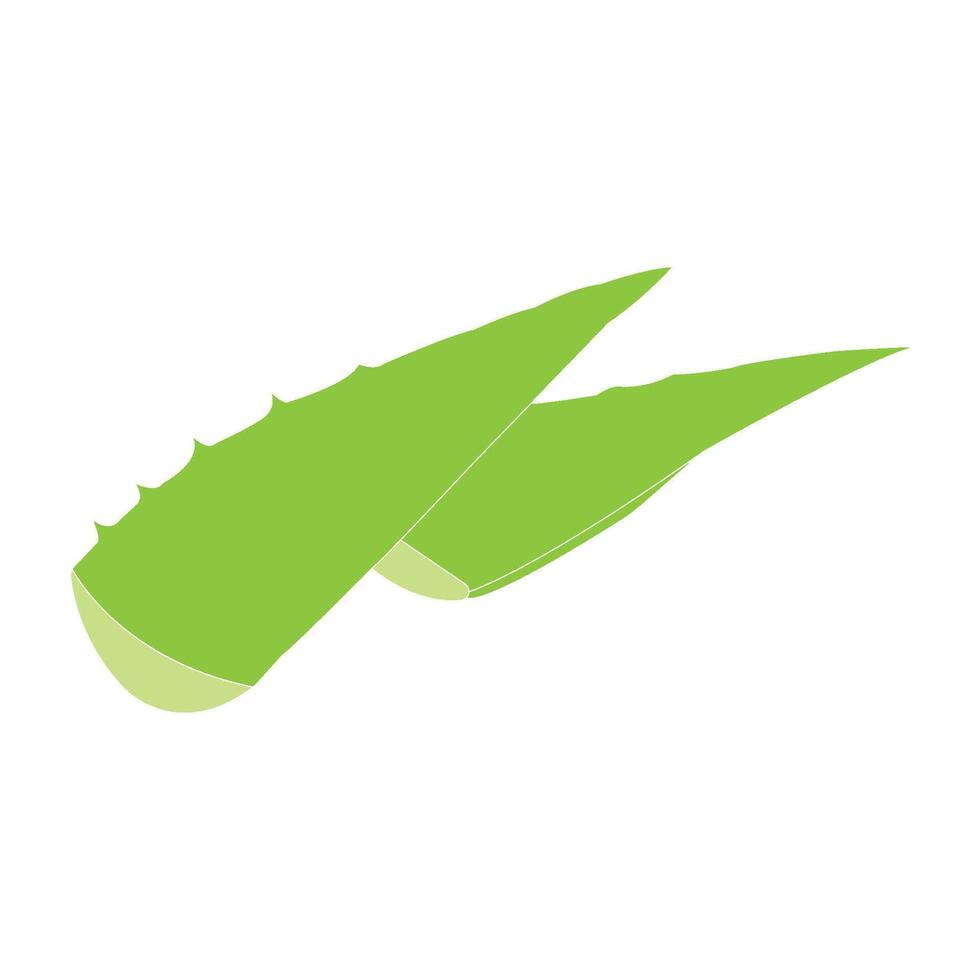 Aloe vera icon vector