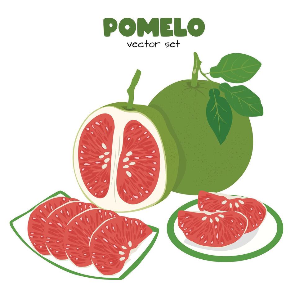 Pomelo . Grapefruit. Shaddock fruit with green rind. Flat in cartoon style isolated on white background. vector