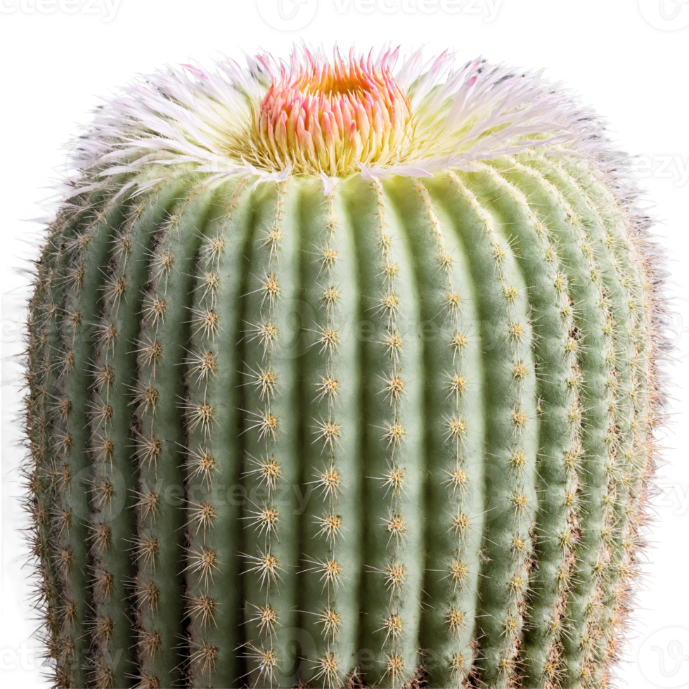 Organ Pipe Cactus tall cactus with multiple upright stems and white spines in a large png