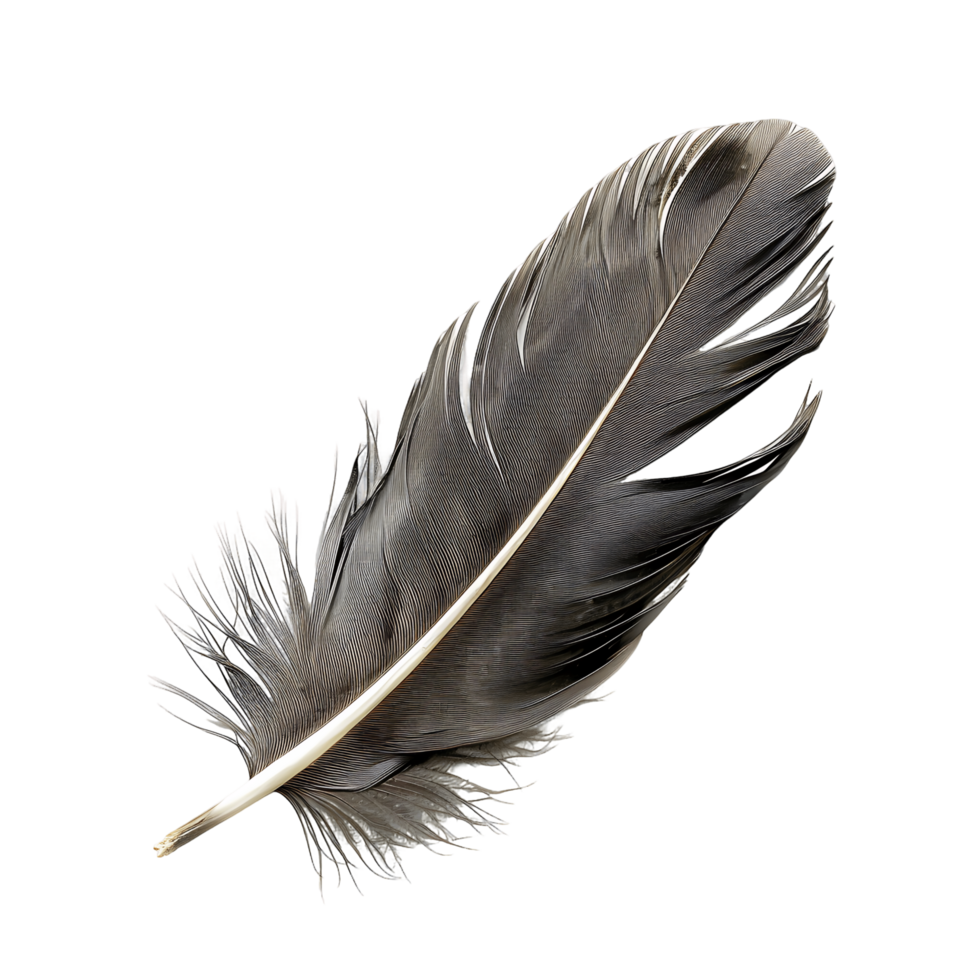 Premium Quill Feather Cut Outs High Quality Images png