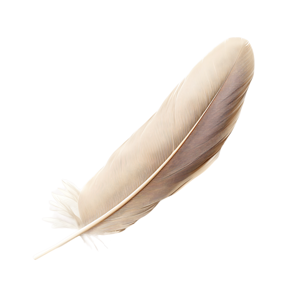 High Resolution Quill Feather PNGs for Any Design Need