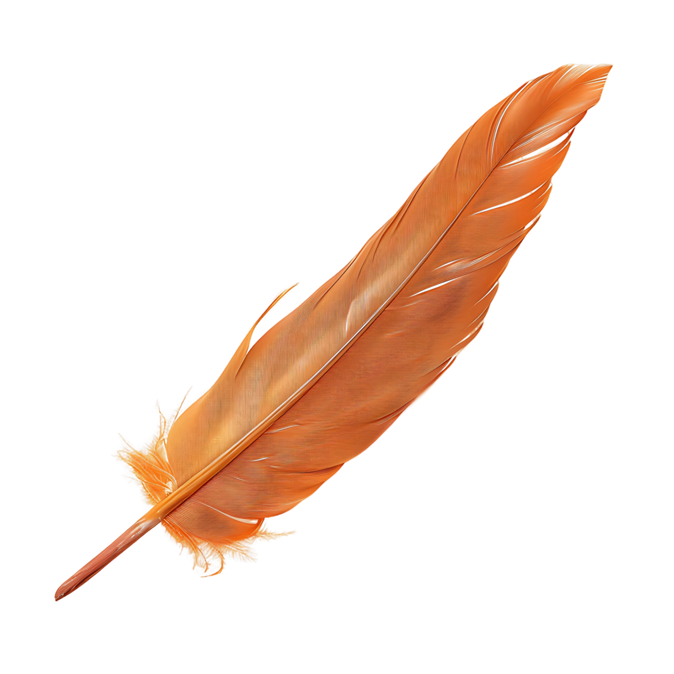 Quill Feather Isolation Diverse Stock Options png