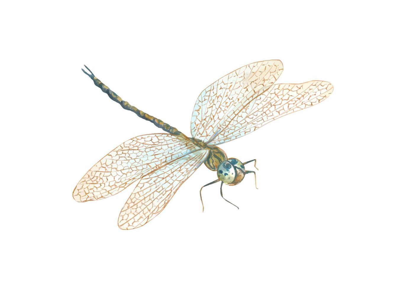 Dragonfly with golden wings. Summer flying insect. Damselfly in Art Nouveau style. Macro, perspective view. Watercolor illustration. For wedding invitations, birthday cards, label, decor. vector
