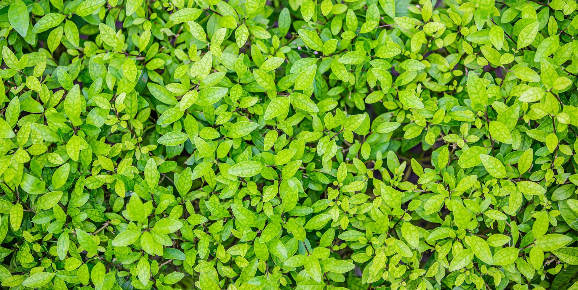 Green leaves background. Fresh tropical Green leaves panoramic wallpaper. Calm peaceful serene greenery lush foliage. Summer plants texture abstract nature pattern background. Spa wellbeing meditation photo