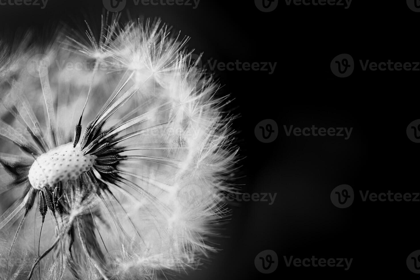 Closeup of white artistic dandelion with blurred dramatic dark background, artistic nature closeup. Spring summer meadow field banner background, soft sunlight. Freedom, inspire, peaceful and idyllic photo