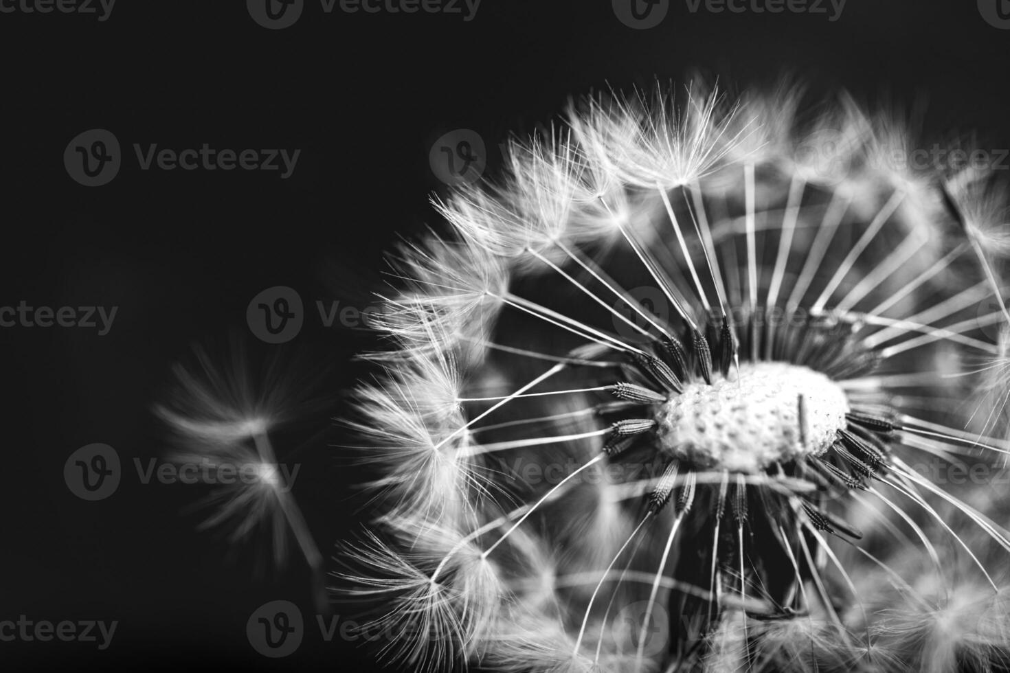 Closeup of white artistic dandelion with blurred dramatic dark background, artistic nature closeup. Spring summer meadow field banner background, soft sunlight. Freedom, inspire, peaceful and idyllic photo