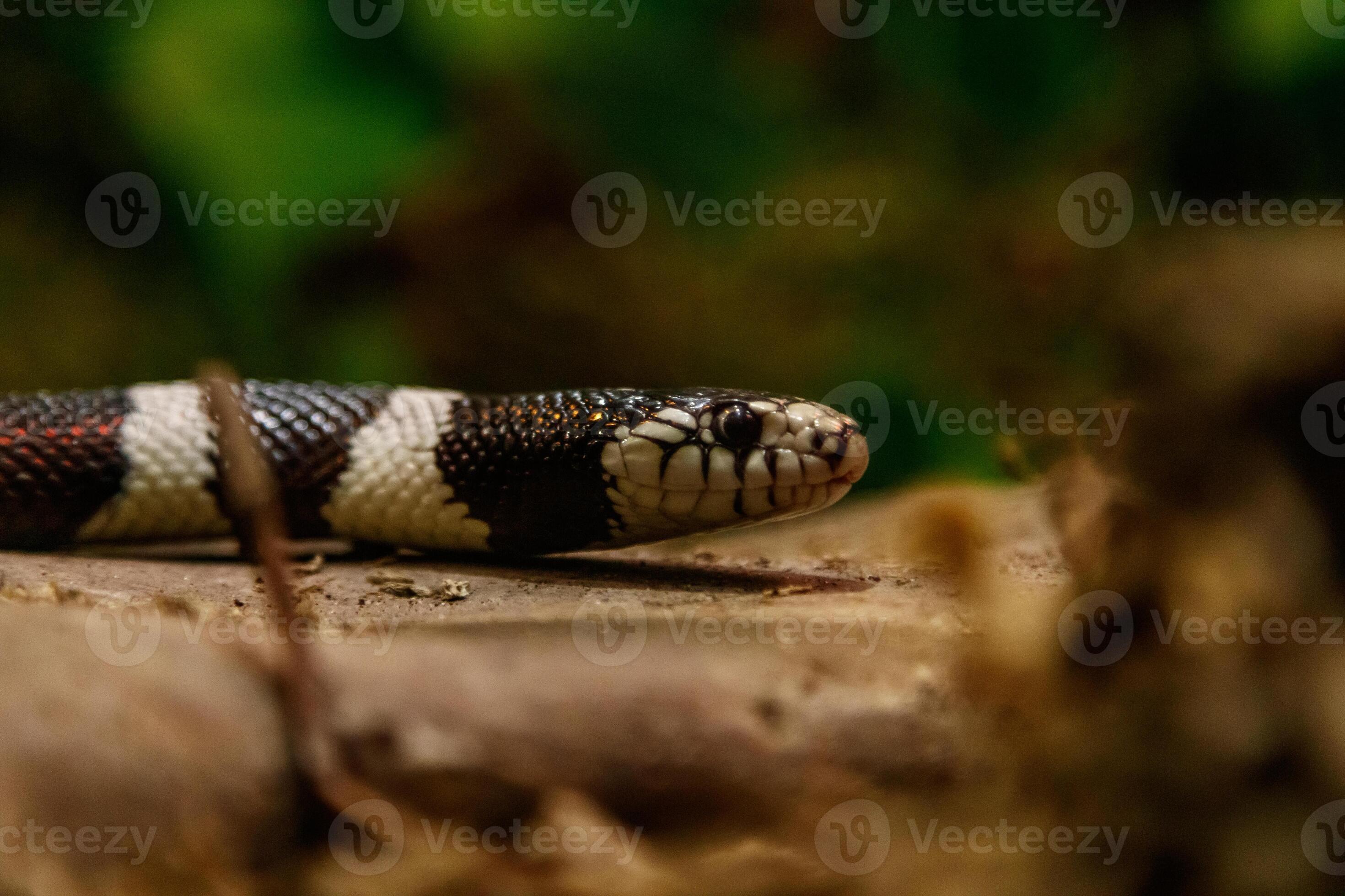 snake lampropeltis getula californiae 45859554 Stock Photo at Vecteezy