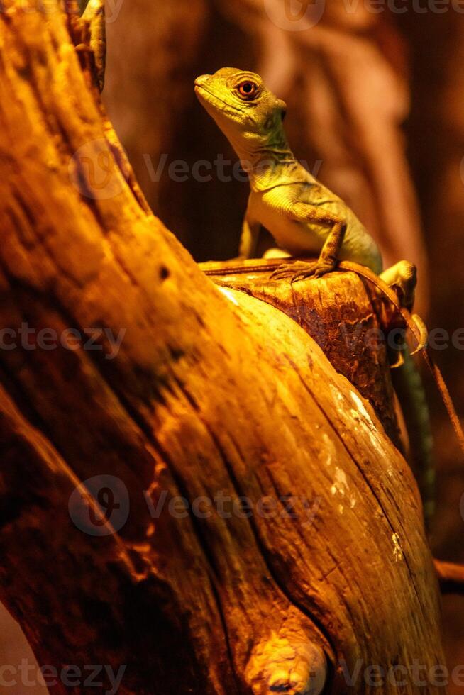 Lizard Basiliscus Plumifrons, green crested basilisk photo